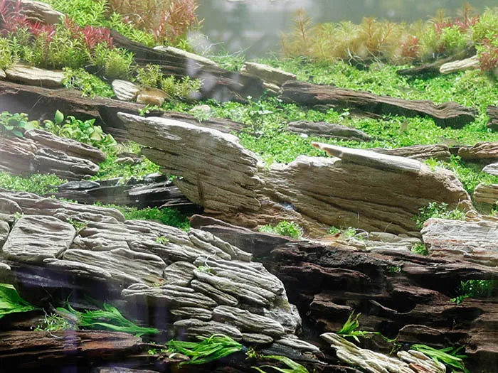 Aquascaping steps Color layers of the earth IAPLC 2024 - Kazuma Takeuchi / Japan